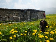 31 Dylan al fresco-giallo...